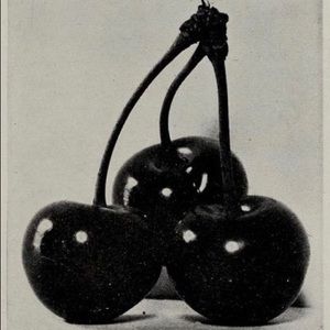 Meet your Posher, Jocelyn